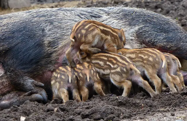 "Lasst mich auch mal ran." | Foto: Christel Wolter