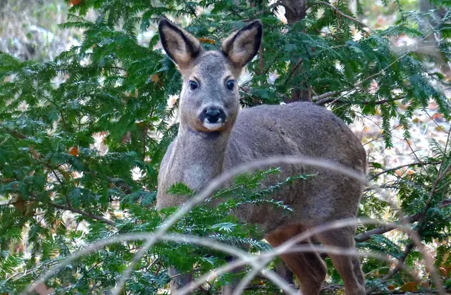 Ihr Gehege befindet sich am Ausgang nach Anderten hin. Sie haben aber auch Zugang zu den Rothirschen. | Foto: Christel Wolter