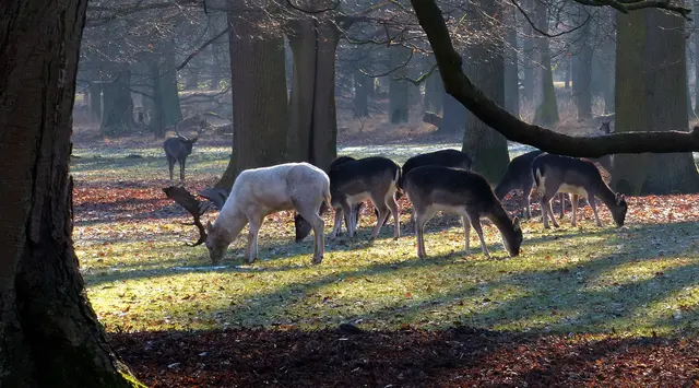 Zum Knabbern gibt es immer was. Aber für so viele Tiere muss, wenn das Gras nicht mehr wächst,  zugefüttert werden. | Foto: Christel Wolter