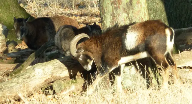 und Mufflons. | Foto: Christel Wolter