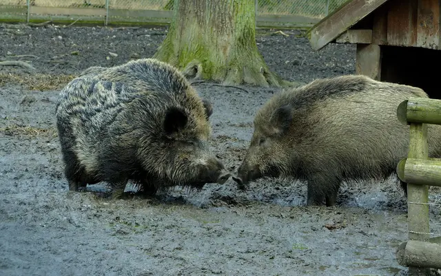 Die Alten haben Anderes im Sinn. Zum Beispiel ein Schlammbad nehmen. | Foto: Christel Wolter