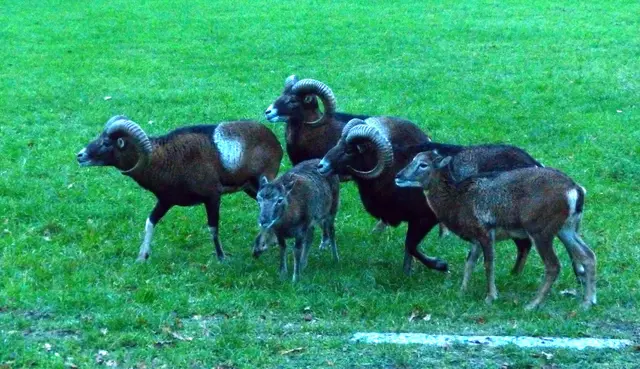Ursprünglich kommen sie aus dem Mittelmeerraum, wurden aber auch in deutschen Wäldern, wie z.B. dem Harz, angesiedelt. | Foto: Christel Wolter