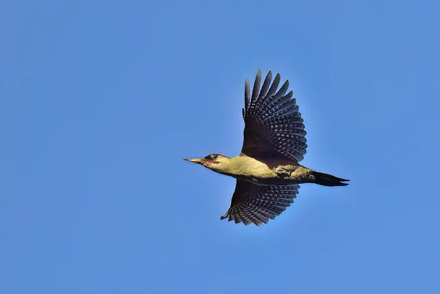 Foto: Copyright Andreas Schäfer