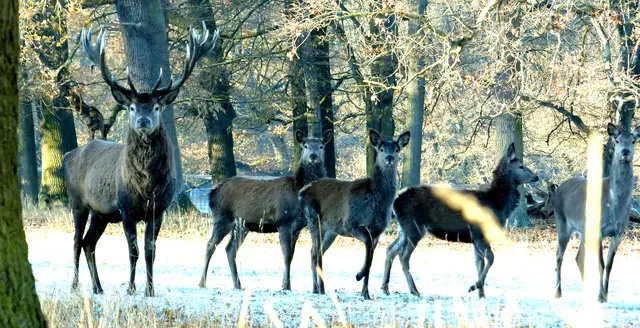Wenn man Rothirsche, Mufflons und Rehe beobachten will, nimmt man am besten ein Fernglas mit. Sie leben in einem abgetrennten Gatter und verstecken sich oft.  | Foto: Christel Wolter