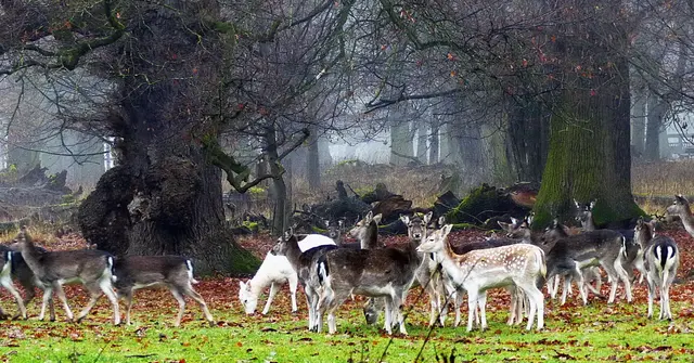 Egal, welche Tierart auch. Es ist eine Freude durch diesen Wald mit seinen uralten Eichen auf kilometerlangen Wegen zu spazieren und das Wild zu beobachten.  | Foto: Christel Wolter