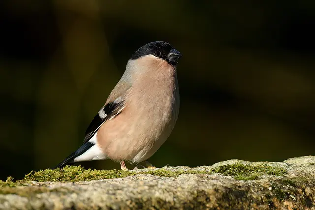 Gimpel ( Weibchen ) | Foto: Copyright Andreas Schäfer