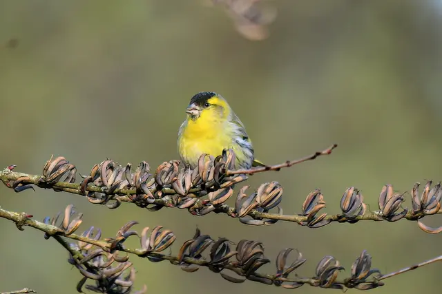 Erlenzeisig ( Männchen )  | Foto: Copyright Andreas Schäfer