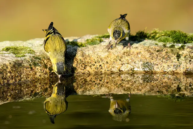 Erlenzeisig ( Weibchen ) | Foto: Copyright Andreas Schäfer
