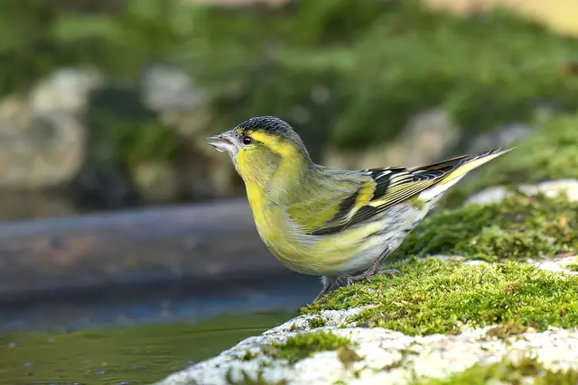 Erlenzeisig ( Männchen )  | Foto: Copyright Andreas Schäfer