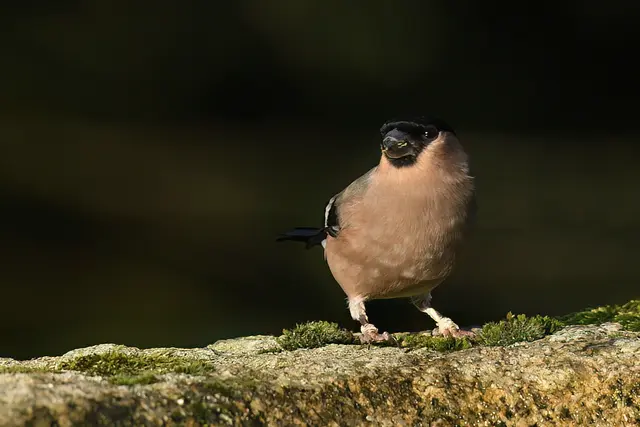 Gimpel ( Weibchen ) | Foto: Copyright Andreas Schäfer