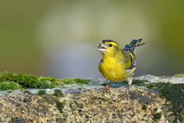Erlenzeisig ( Männchen )  | Foto: Copyright Andreas Schäfer