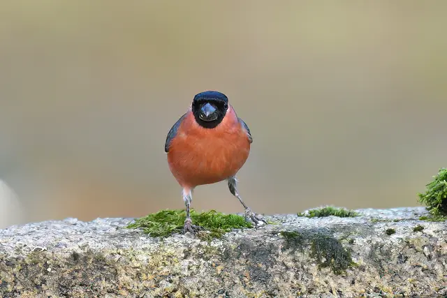 Gimpel ( Männchen ) | Foto: Copyright Andreas Schäfer