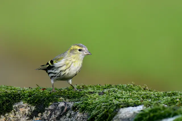 Foto: Copyright Andreas Schäfer