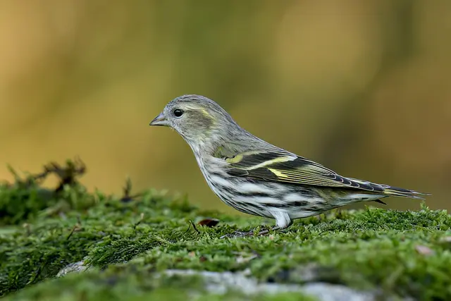 Erlenzeisig ( Weibchen ) | Foto: Copyright Andreas Schäfer