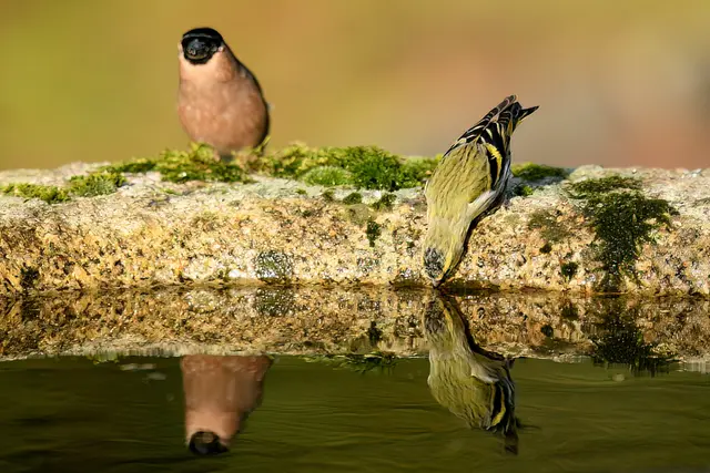 Links im Bild Gimpel ( Weibchen ) rechts Erlenzeisig ( Weibchen ) | Foto: Copyright Andreas Schäfer
