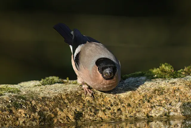 Gimpel ( Weibchen ) | Foto: Copyright Andreas Schäfer