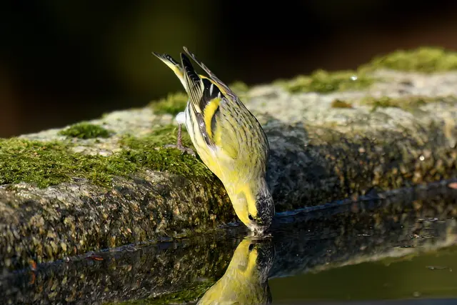 Erlenzeisig ( Männchen )  | Foto: Copyright Andreas Schäfer