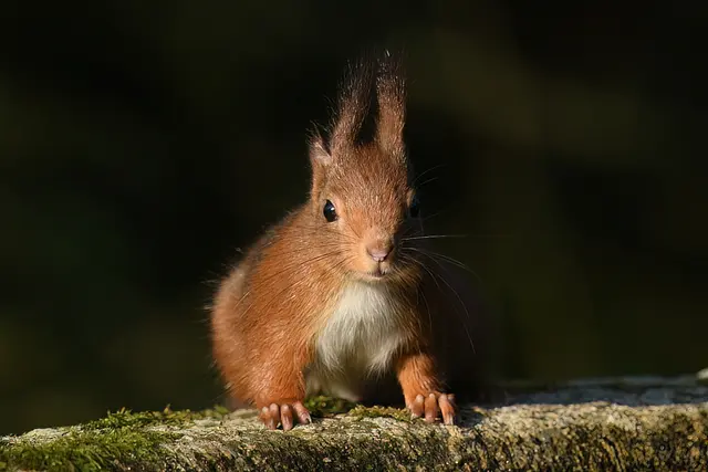 Foto: Copyright Andreas Schäfer