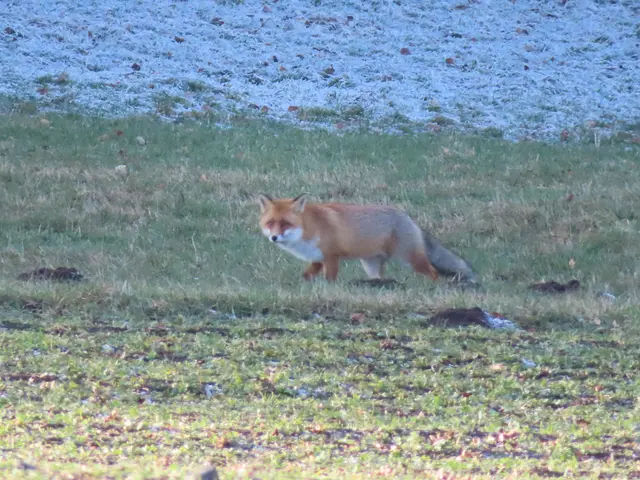 Ausschnitt aus dem Original-Foto. | Foto: M. A.