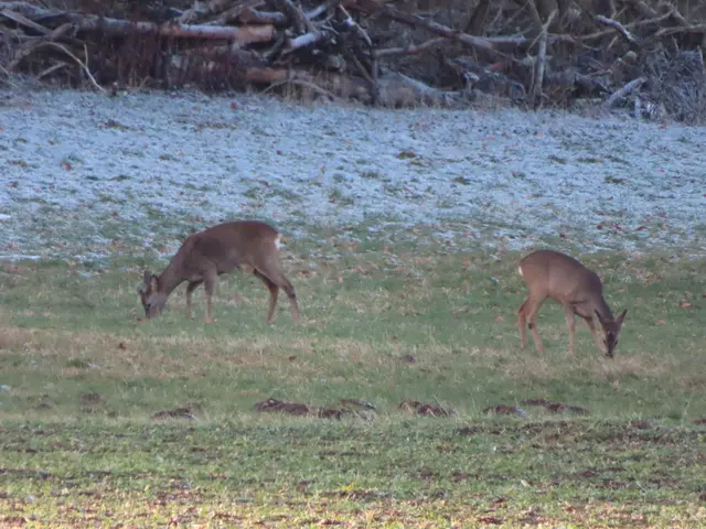 Ausschnitt aus dem Original-Foto. | Foto: M. A.