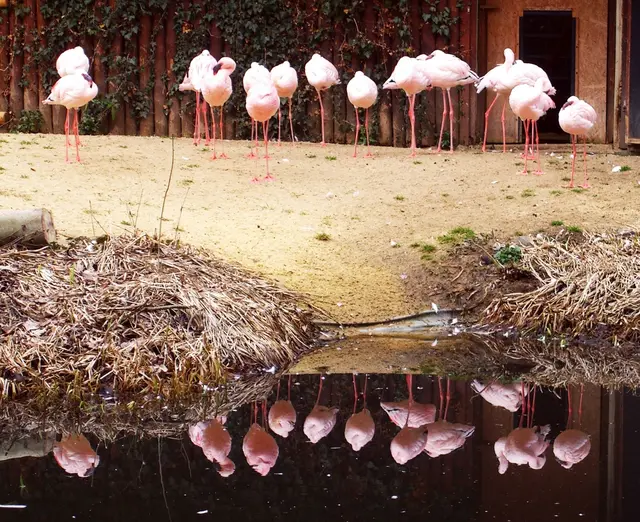 Flamingos im Zoo, beim Betrachten des Archivbildes stellt sich die Frage: Wie ist die unsymmetrische Spiegelung entstanden? 