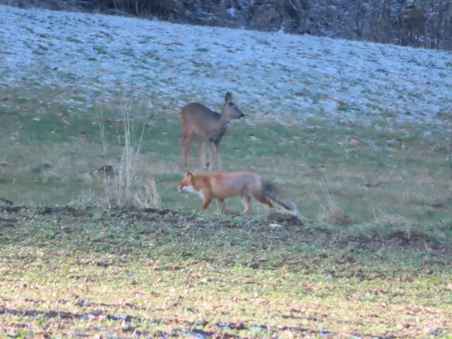 Ausschnitt aus dem Original-Foto. | Foto: M. A.