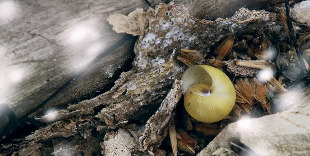 Das Schneckenhaus, in ihrer Grundform eine Spirale, ist in vielen Kulturen ein altes, heiliges Symbol für das Universum und für die Schöpfung.