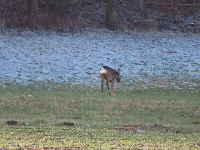 Ausschnitt aus dem Original-Foto. | Foto: M. A.