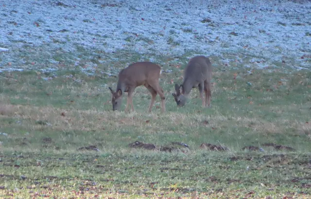 Ausschnitt aus dem Original-Foto. | Foto: M. A.