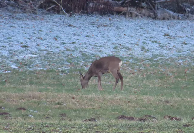 Ausschnitt aus dem Original-Foto. | Foto: M. A.