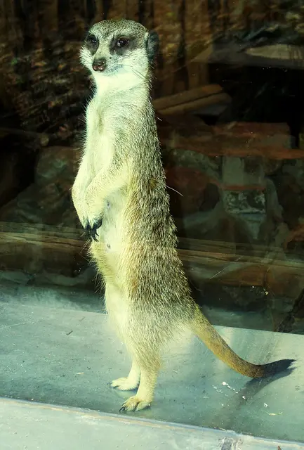 Erdmännchen im Zoo auf der Alten Burg