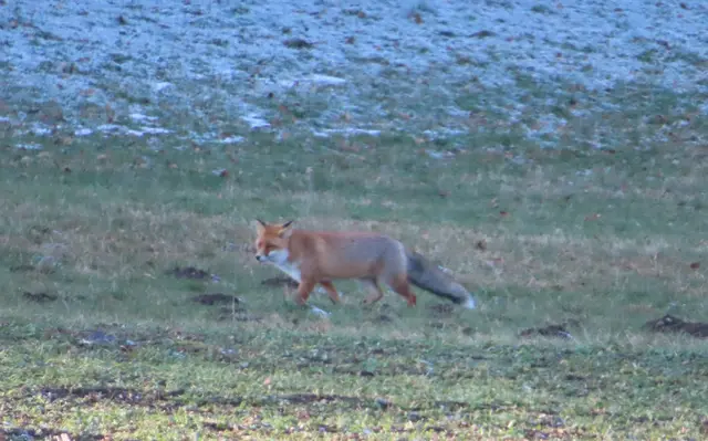 Ausschnitt aus dem Original-Foto. | Foto: M. A.