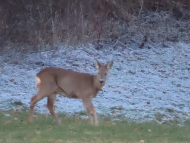 Ausschnitt aus dem Original-Foto. | Foto: M. A.