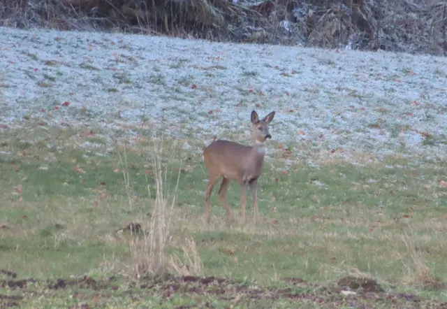 Ausschnitt aus dem Original-Foto. | Foto: M. A.