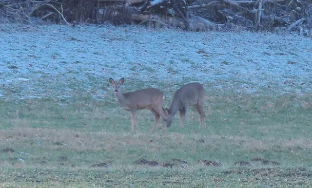 Ausschnitt aus dem Original-Foto. | Foto: M. A.