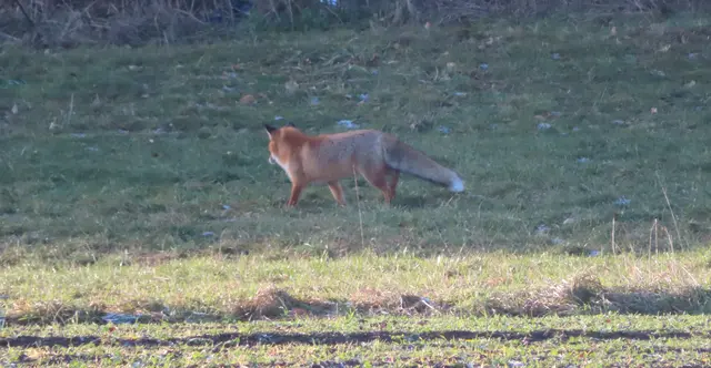 Ausschnitt aus dem Original-Foto. | Foto: M. A.