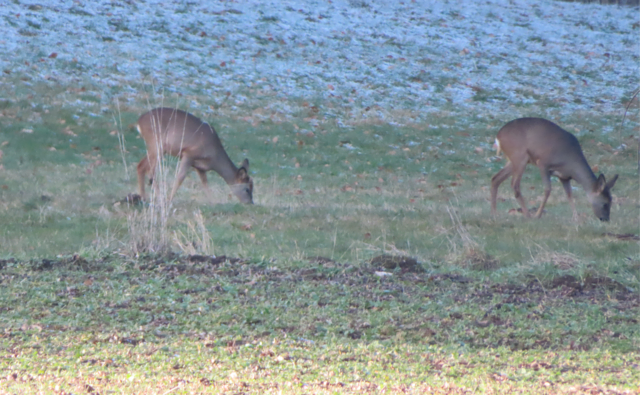 Ausschnitt aus dem Original-Foto. | Foto: M. A.