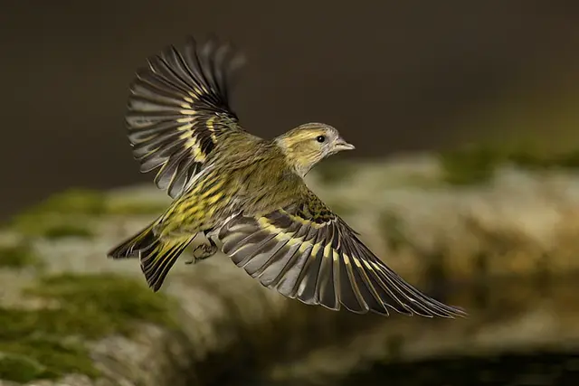 Foto: Copyright Andreas Schäfer