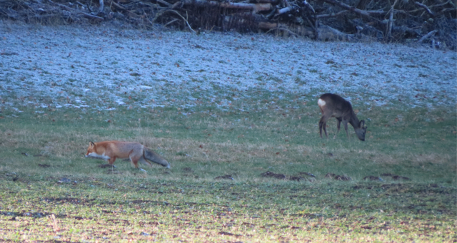 Ausschnitt aus dem Original-Foto. | Foto: M. A.