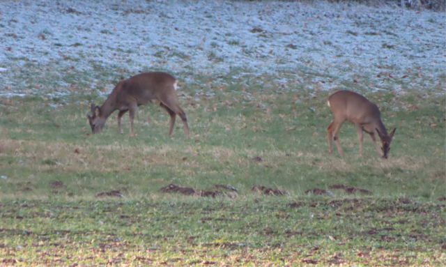 Ausschnitt aus dem Original-Foto. | Foto: M. A.