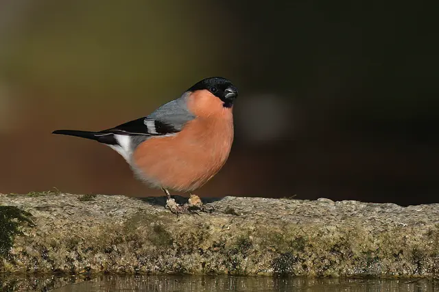 Foto: Copyright Andreas Schäfer