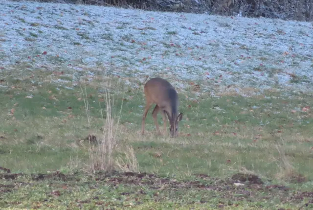 Ausschnitt aus dem Original-Foto. | Foto: M. A.