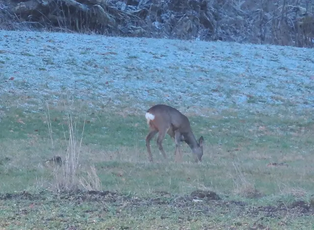 Ausschnitt aus dem Original-Foto. | Foto: M. A.