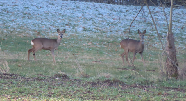 Ausschnitt aus dem Original-Foto. | Foto: M. A.