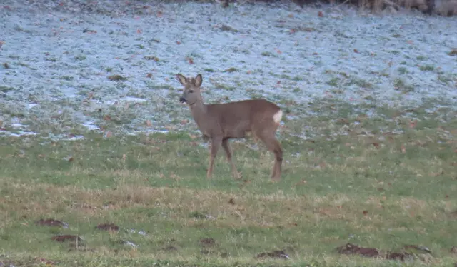 Ausschnitt aus dem Original-Foto. | Foto: M. A.