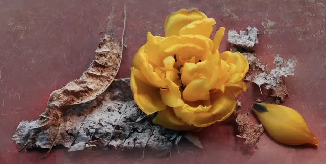 Gelbe Tulpen bringen Licht und positive Energie - ein Zeichen für Hoffnung  und Erneuerung.