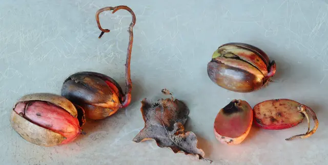 Sämlinge der Stieleiche (Quercus robur) - Baum des Jahres 1989.