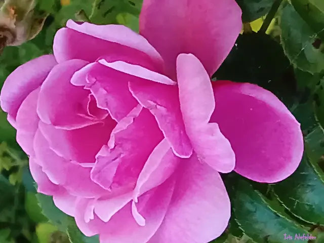 Foto: Iris Alefelder