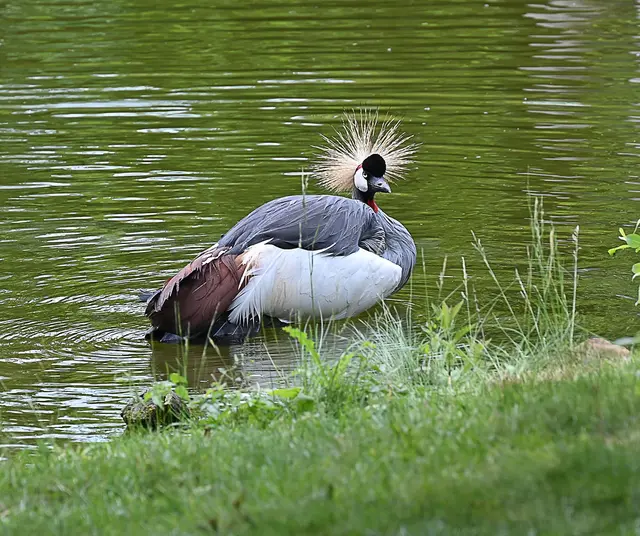 Der Kronenkranich wurde zum "Zootier des Jahres" gewählt.