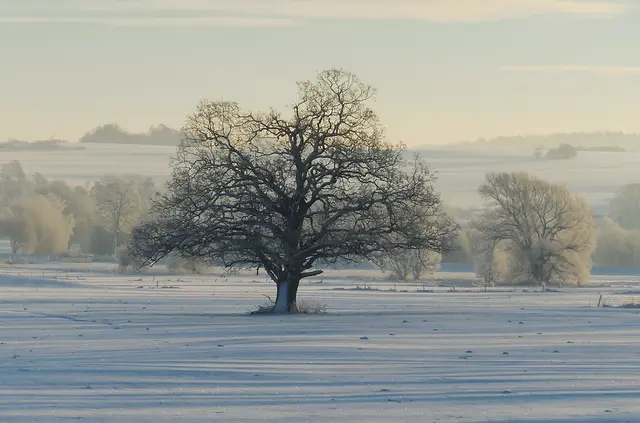 Das Foto habe ich am 19.01.2017 in der Nähe meines Lieblingsbaumes gemacht. | Foto: M. A.